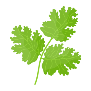 coriander